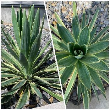 ユッカ グロリオサの投稿画像一覧 Greensnap グリーンスナップ