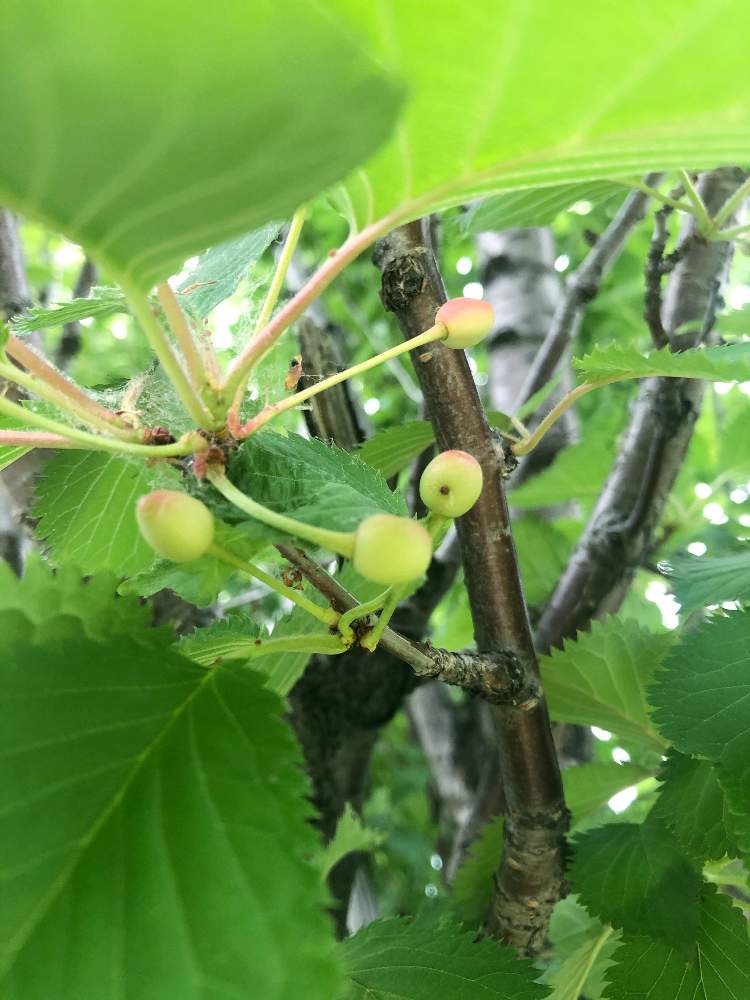 さくらんぼ の投稿画像 By まなさん 桜の木 とさわやかな季節と樹木の実と札幌 月6月5日 Greensnap グリーンスナップ