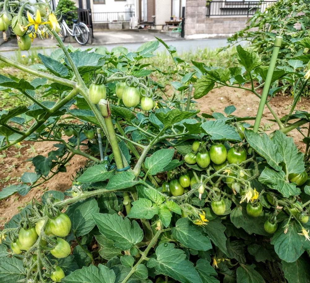 おうちde菜園の投稿画像 By Sorakaraさん 家庭菜園初心者と自家製野菜と家庭菜園奮闘日記と夏野菜とdcmたくさん取れて手間のいらないミニトマトと地植え 月6月5日 Greensnap グリーンスナップ