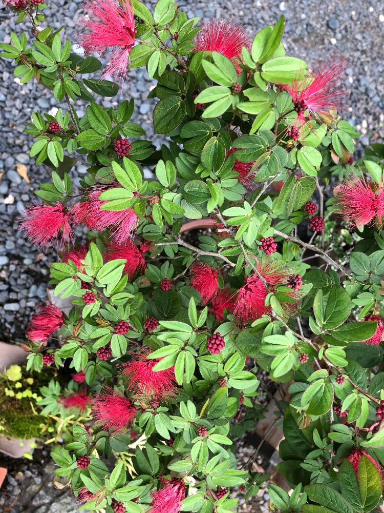 四季咲きネムノキの投稿画像 By たなたなさん 赤い花と鉢植えと木の花とおうち園芸 月6月5日 Greensnap グリーンスナップ