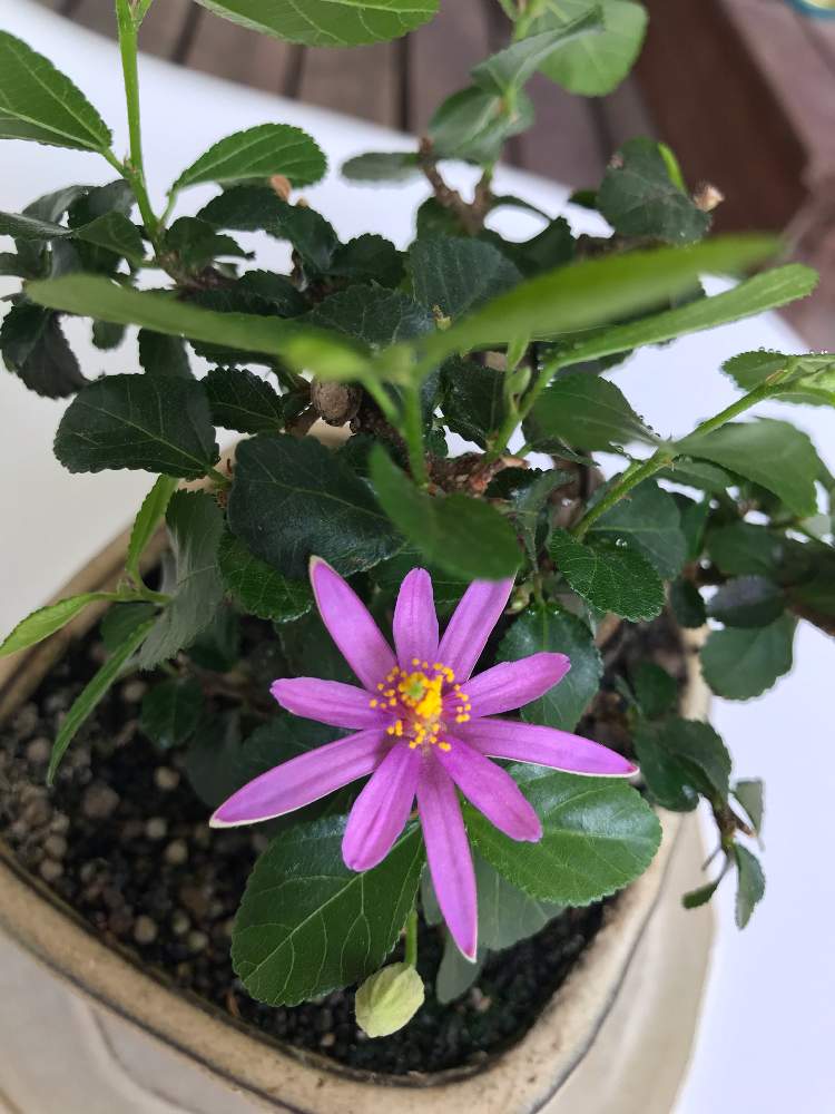 むらさきの投稿画像 By よっしーさん ありがとうと睡蓮木 と花のある暮らしとお花とお花好きと盆栽と水蓮木盆栽と癒しのひと時 月6月5日 Greensnap グリーンスナップ