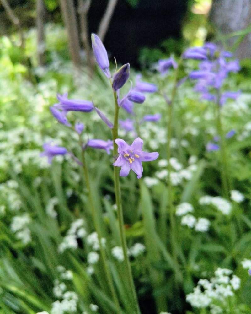イングリッシュブルーベルの投稿画像 By Takako さん 春から夏へと球根と今日の花と私の庭とかわいいといやされると北海道 月6月5日 Greensnap グリーンスナップ