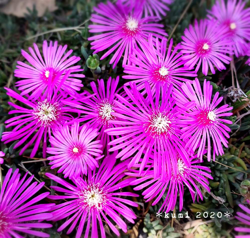 マツバギクの投稿画像 By Kumiさん 感謝と花のある暮らしと富山支部と勤務先 月6月5日 Greensnap グリーンスナップ