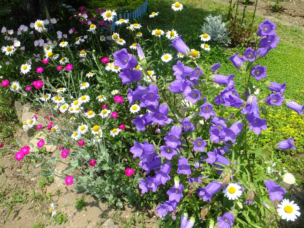 カンパニュラの投稿画像 By りわさん スイセンノウとシャスターデージーと庭の花と自家採取の種 月6月5日 Greensnap グリーンスナップ