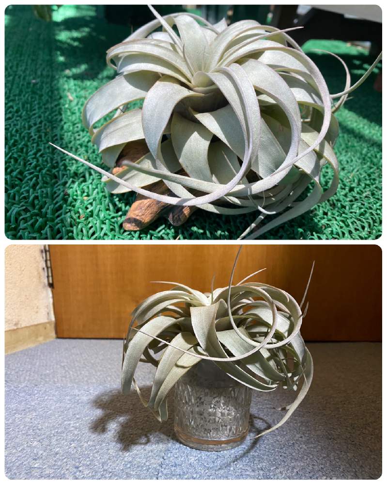 チランジア キセログラフィカの投稿画像 By Bukkieさん バルコニー ベランダと着生植物と観葉植物とボタニカルライフと植物男子とお庭のお花とブロメリアとおうち園芸と緑のある暮らしとお庭の植物とガーデニングと 花のある暮らしとエアプランツとカクタススケルトンと着