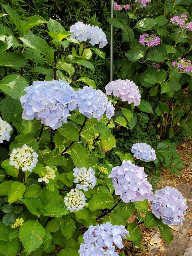 ゼブラフラミンゴの投稿画像 By フルリルさん 花のある暮らしとあじさい大好きと家裏の宿根草庭 月6月5日 Greensnap グリーンスナップ