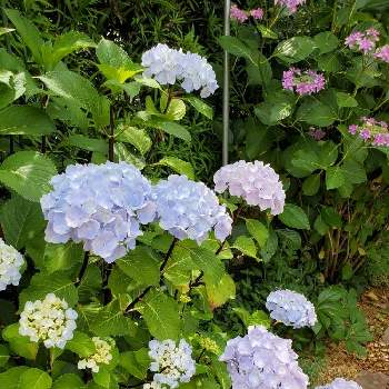 ゼブラフラミンゴの投稿画像一覧 Greensnap グリーンスナップ