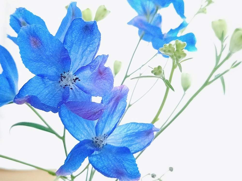 デルフィニウムの投稿画像 By Yukoさん 切り花と青い花と花のある暮らし 月6月5日 Greensnap グリーンスナップ