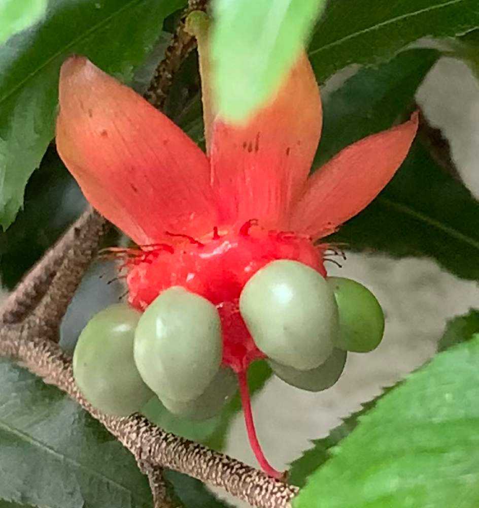 ミッキーマウスの木のお花 から実 がなるまで Greensnap グリーンスナップ