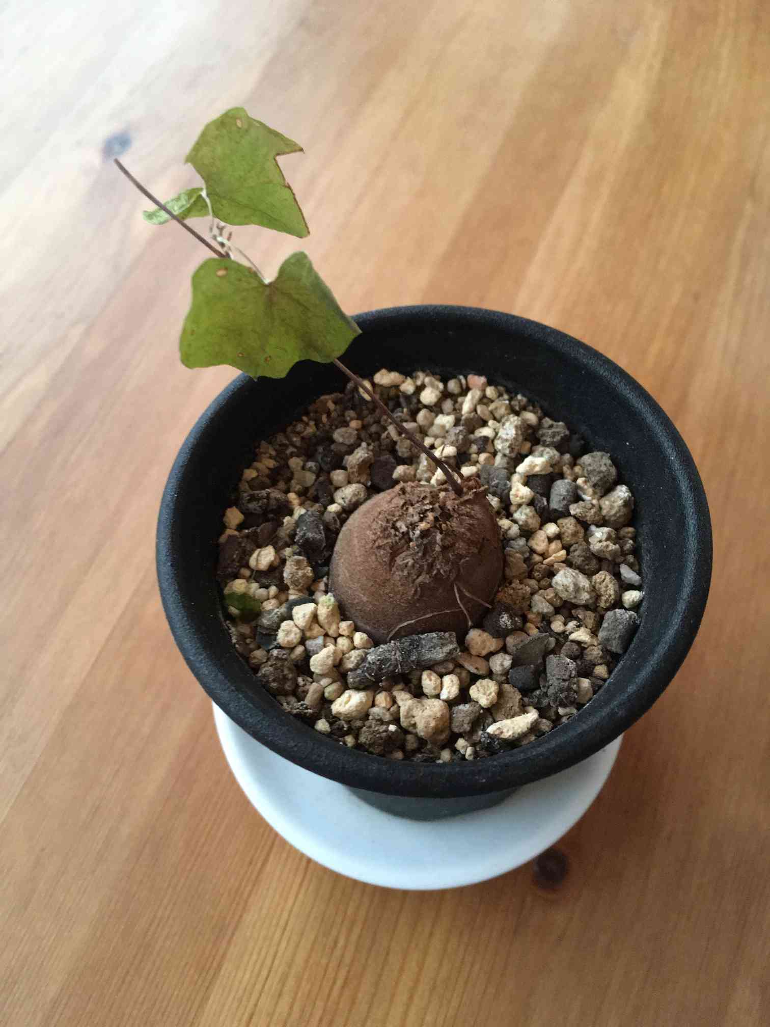 人気の多肉植物【シンニンギアの亀甲竜(きっこうりゅう 人気の多肉植物【シンニンギアの亀甲竜(きっこうりゅう