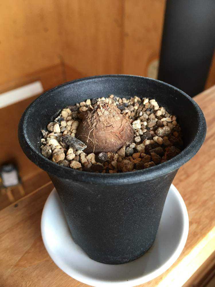 亀甲竜観察｜🍀GreenSnap（グリーンスナップ）