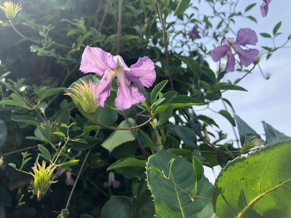 ピノ太郎さんの港の見える丘公園への投稿