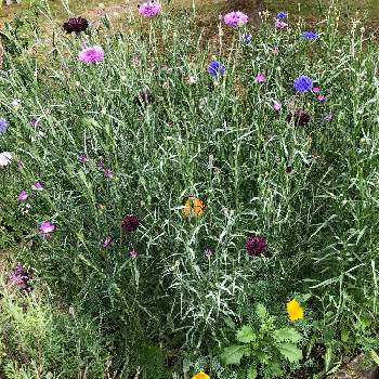 21種類の花の種の投稿画像一覧 Greensnap グリーンスナップ