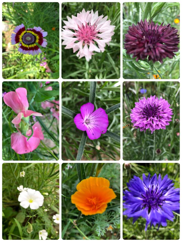 好きな空間の投稿画像 By パステルカラーさん 病気に負けない心とgsのみなさんに感謝 とおうち園芸と素敵な色 と花 のある暮らしと優しい色とアグロステンマ と21種類の花の種 月6月5日 Greensnap グリーンスナップ
