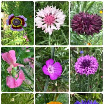 21種類の花の種の投稿画像一覧 Greensnap グリーンスナップ