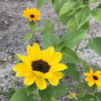 ひまわり切り花用ミックスの投稿画像一覧 Greensnap グリーンスナップ