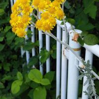 シロタエギクの画像