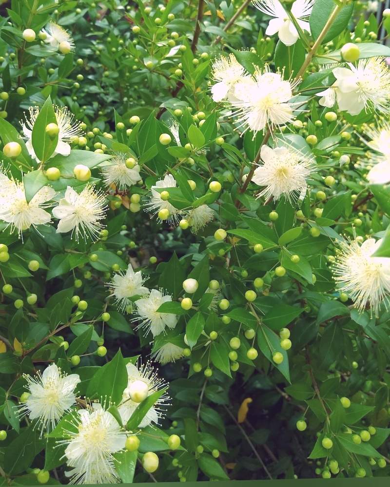 ギンバイカ マートル の投稿画像 By 合歓の木さん 花のある暮らしと夕方の散歩と M Family と花のある暮らしと夕方の散歩と M Family 月6月5日 Greensnap グリーンスナップ Greensnap グリーンスナップ