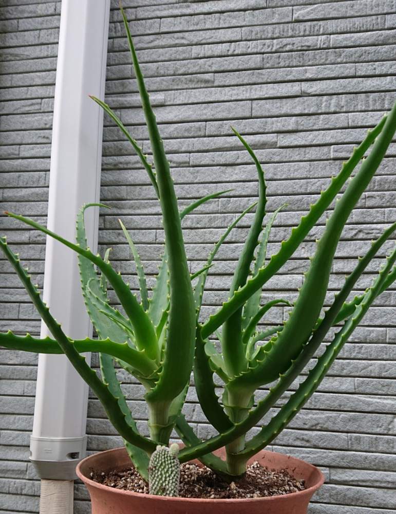 キダチアロエの投稿画像 By Natsu さん 多肉植物とアロエ科と雨ざらしとおうち園芸と植中毒とアロエ属と多肉女子とタニラーと埼玉タニラー 月6月5日 Greensnap グリーンスナップ