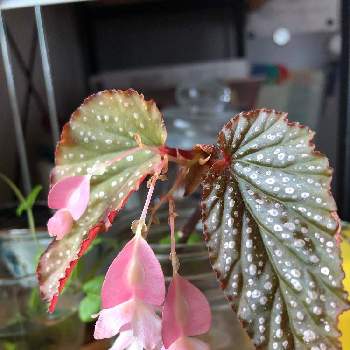 木立ベゴニア流れ星の投稿画像一覧｜🍀GreenSnap（グリーンスナップ）