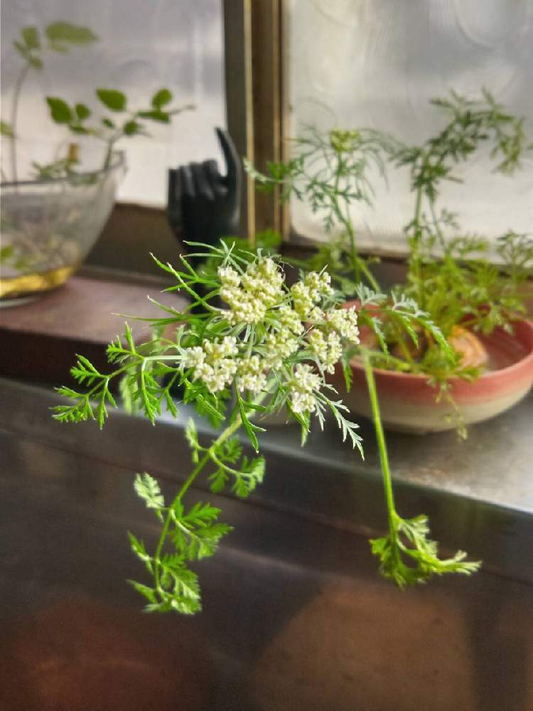 にんじんのヘタの投稿画像 By Fcrocusさん 窓辺の植物とおうち園芸とあさと花のある暮らしと白い花と6月 月6月5日 Greensnap グリーンスナップ