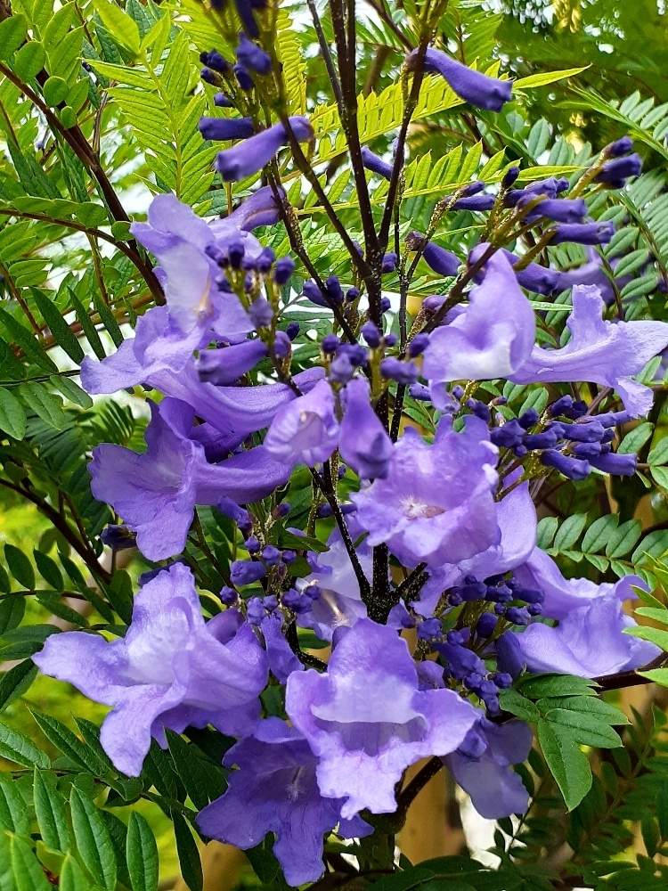 ジャカランダの投稿画像 By ブルーフェアリーさん 世界三大花木と熱海と熱海海岸通りと花巡りの旅と私の花アルバムと静岡県と私の花暦 月6月 5日 Greensnap グリーンスナップ