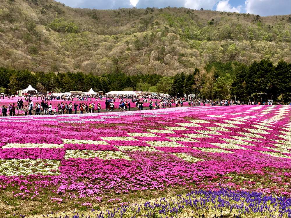 芝桜の投稿画像 By Magicalさん 花壇と旅行先と5月と風景と花畑とお出かけ先と花壇と旅行先と5月と風景と花畑 月6月5日 Greensnap グリーンスナップ Greensnap グリーンスナップ