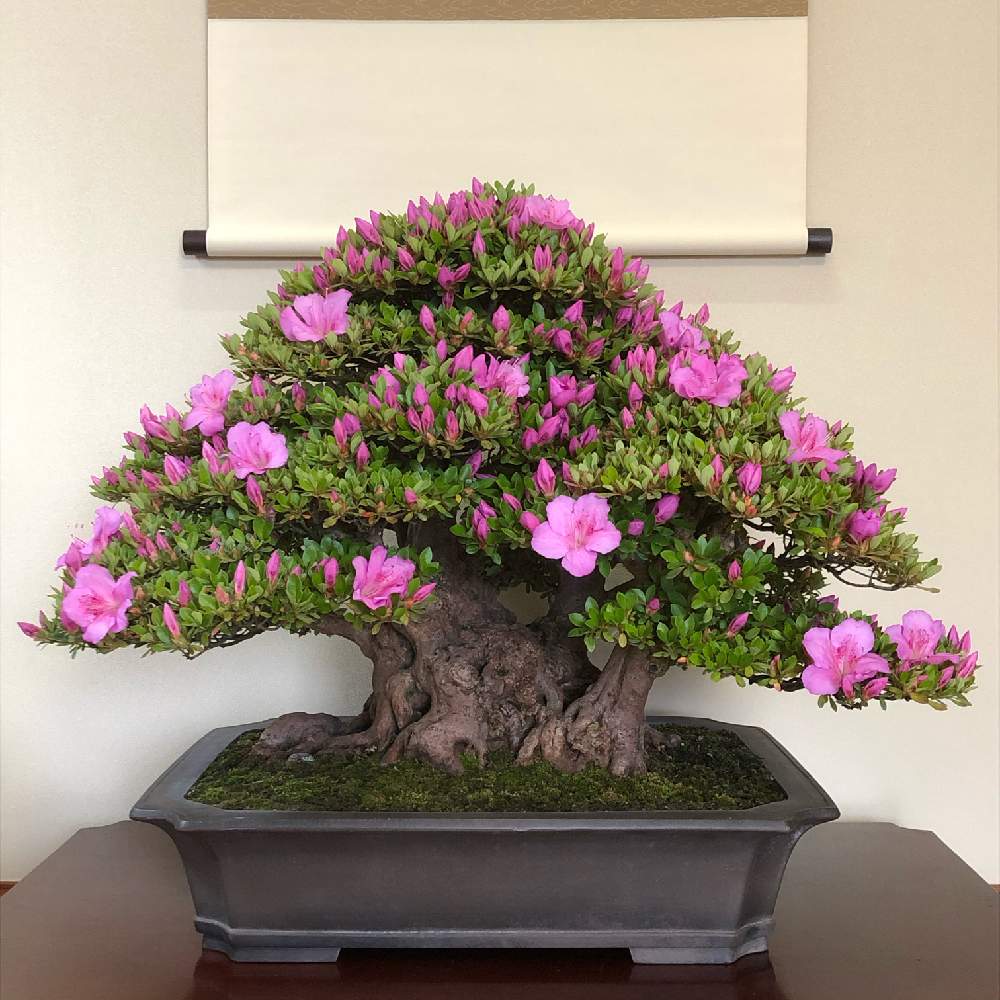 盆栽の投稿画像 By Ryo Ggさん サツキ盆栽とサツキ と皐月 さつき 月6月5日 Greensnap グリーンスナップ