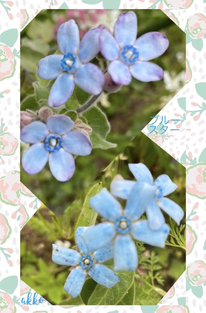 オキシペタルム ブルースターの投稿画像 By ひみつのアッコちゃんさん 我が家の花畑と可愛い花と美しい花と美しい花園と花のある暮らし 月6月5日 Greensnap グリーンスナップ