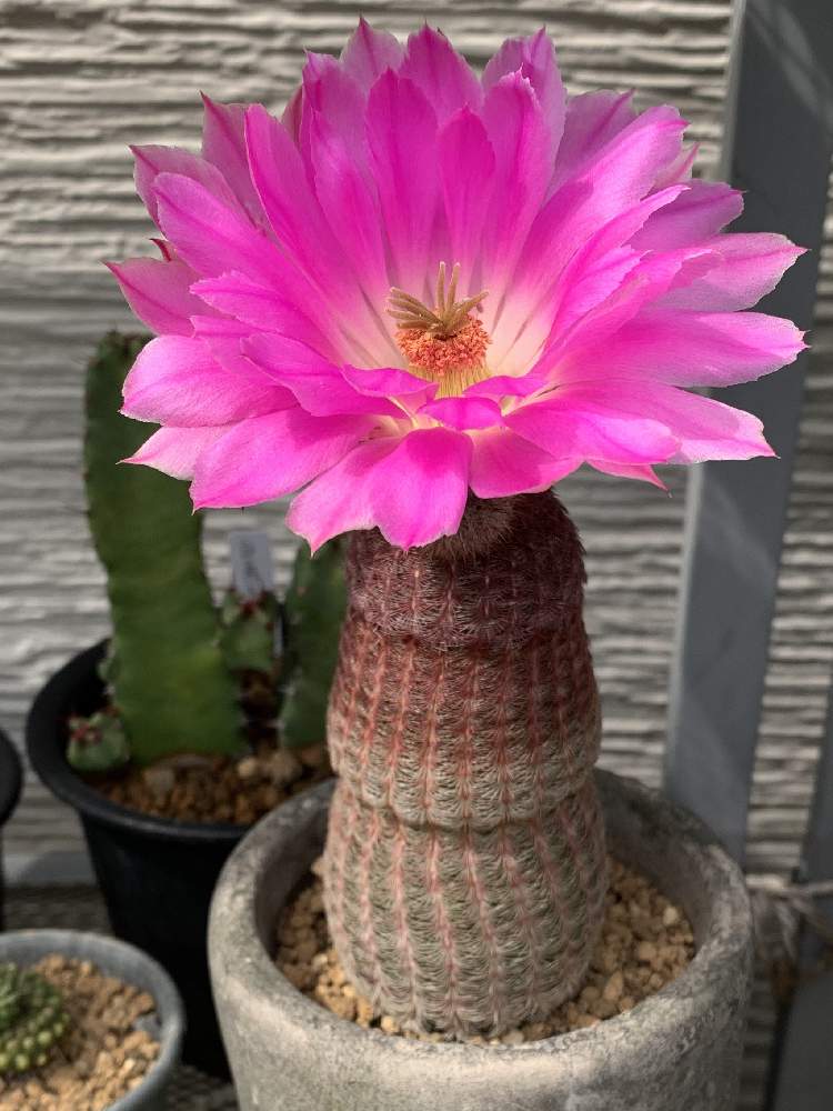 紫太陽の投稿画像 By くましゅん さん 小さな庭とピンクの花とサボテン春の花祭りとノンフィルターと鮮やか とエキノケレウス属とサボテンの花 と咲いた とピンクの花とサボテン春の花祭りとノンフィルターと鮮やか とエキノケレウス属とサボテンの花と咲いた 月