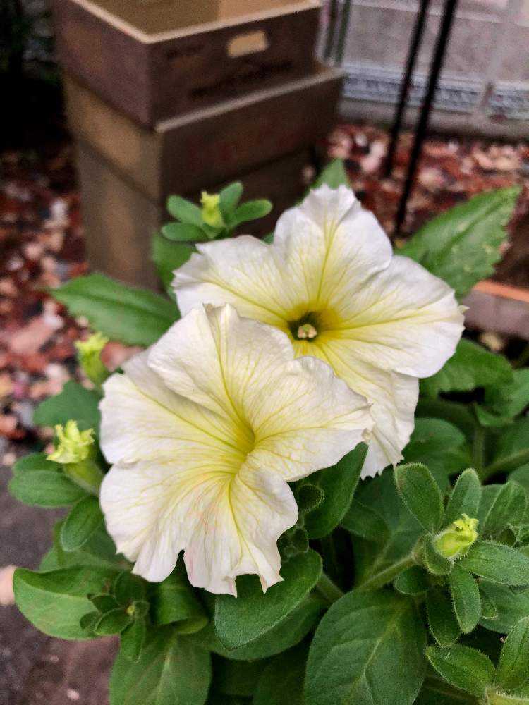 超初心者の私が育ててるペチュニア図鑑 Greensnap グリーンスナップ