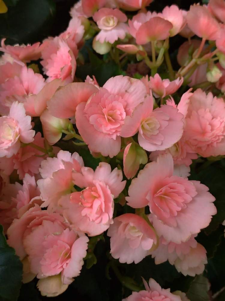ピンクの花の投稿画像 By ドロップさん リーガース ベゴニアと花のある暮らしとベゴニア とエラチオールベゴニア とお出かけ先にて 月6月5日 Greensnap グリーンスナップ