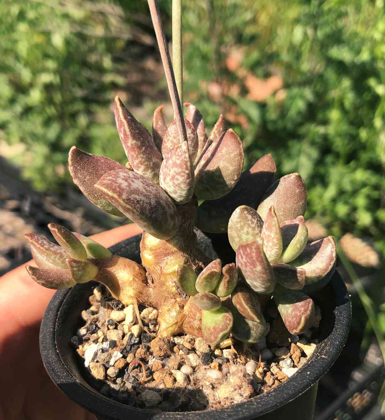 アドロミスクス　オリジナル実生選抜 Adromischus hyb. (No.15Ya6/6)　葉挿し　★多肉植物★ アドロミスクス オリジナル実生選抜 Adromischus hyb. (No.15Ya5&frasl;6) 葉