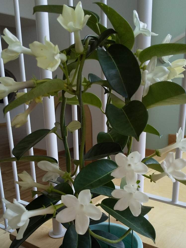 マダガスカルジャスミンの投稿画像 By なおみんさん 月6月5日 Greensnap グリーンスナップ