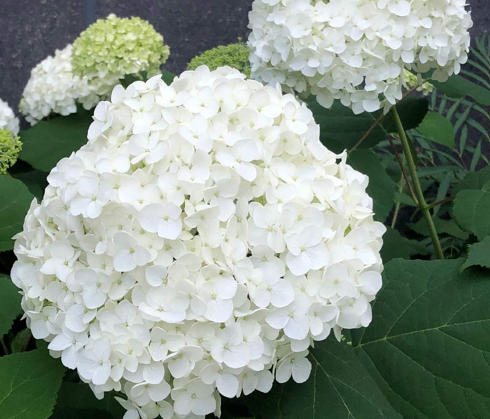 アナベルの投稿画像 By Coolpeechanさん 通勤途中のお花と白い紫陽花 アナベルと白 しろ ホワイト 月6月5日 Greensnap グリーンスナップ