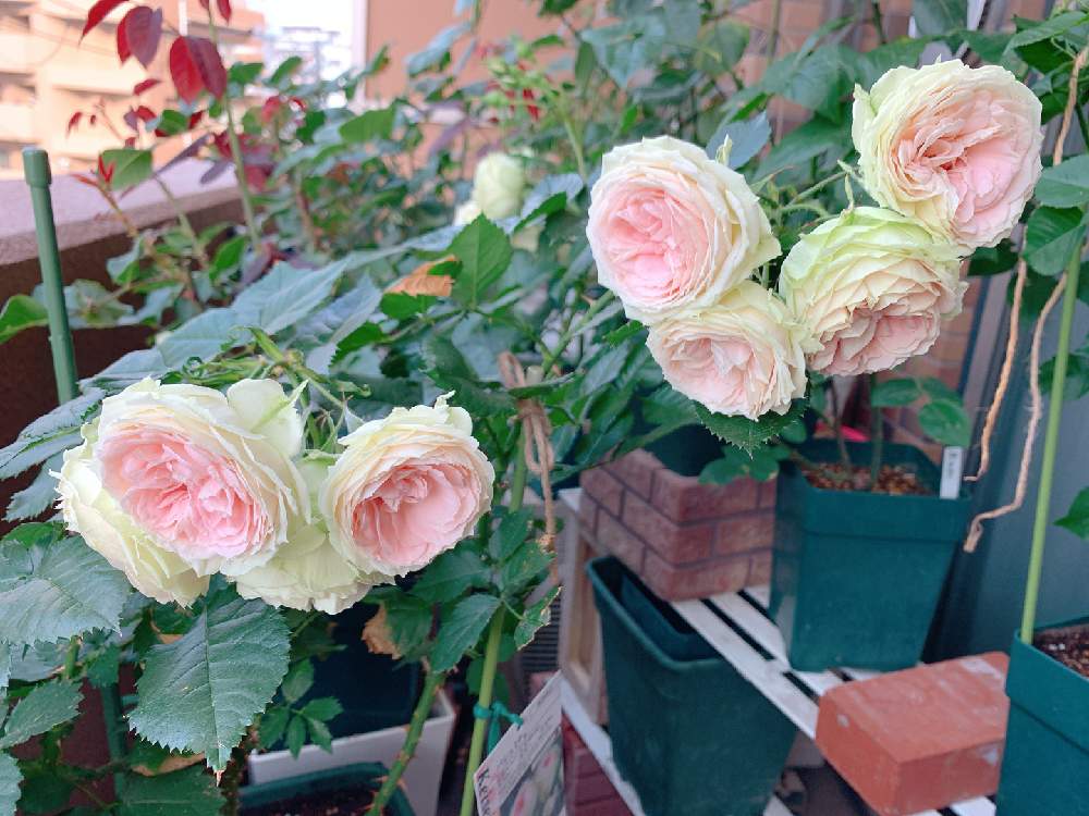 バラの投稿画像 By まきゅんさん バラ パシュミナと咲いた とバラを楽しむ 月6月5日 Greensnap グリーンスナップ