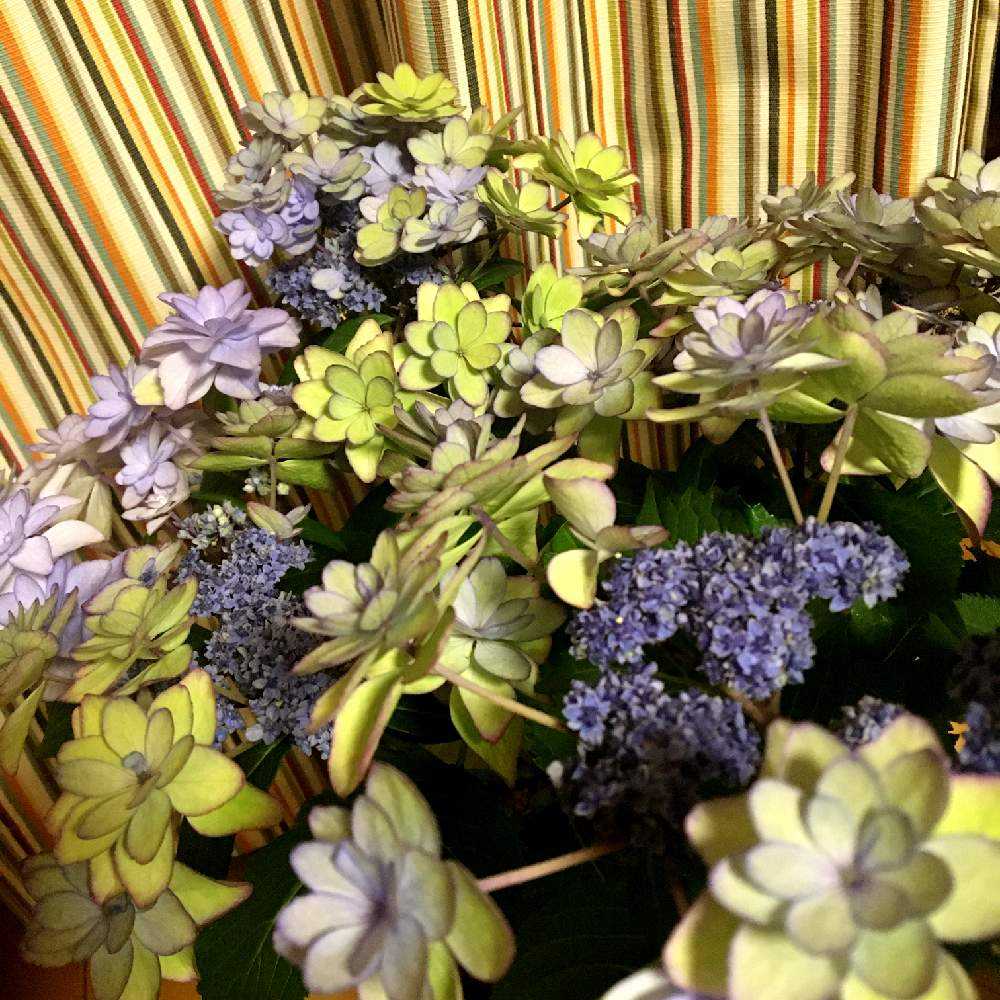 紫陽花 ひな祭りの色の変化 Greensnap グリーンスナップ