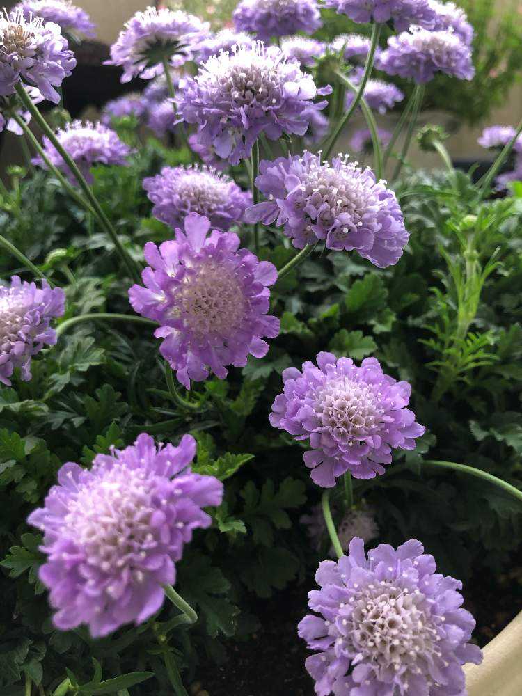 スカビオサ Greensnap グリーンスナップ