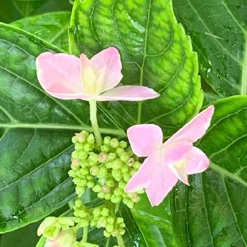 紫陽花 金平糖の投稿画像一覧 Greensnap グリーンスナップ