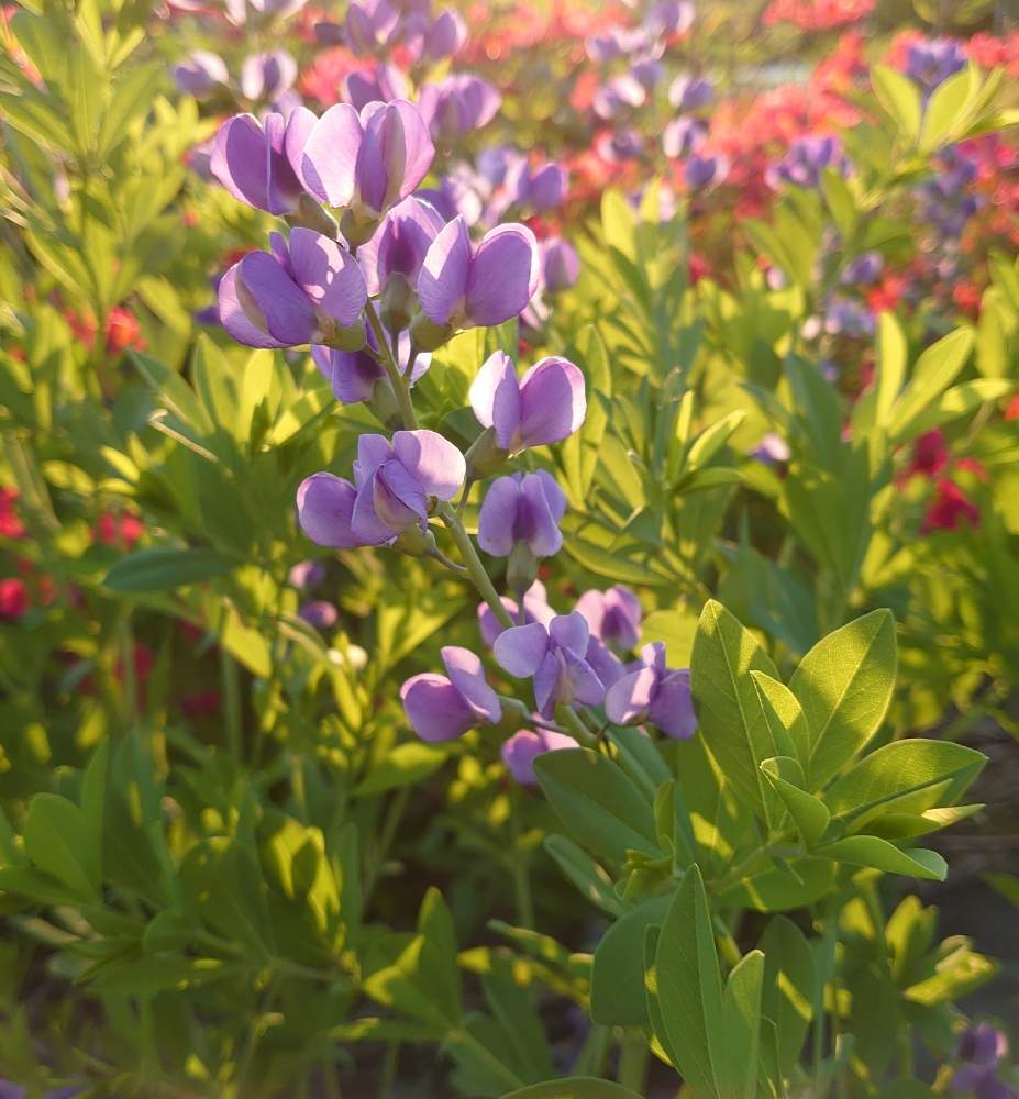 花のある暮らしの投稿画像 By レクさん 仙台萩ときれいだね とおうち園芸 月6月6日 Greensnap グリーンスナップ