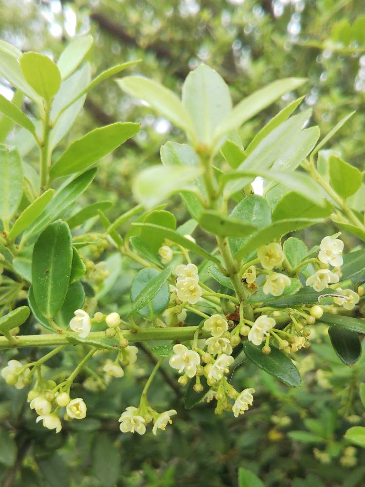 イヌツゲの投稿画像 By ガンちゃんさん 清楚な白いお花と木に咲く花 月6月6日 Greensnap グリーンスナップ