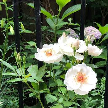 バラ ジャクリーヌ・デュプレの画像 by ぽぬさん | 小さな庭と花のある暮らしと今朝の庭とバラ ジャクリーヌ・デュプレ