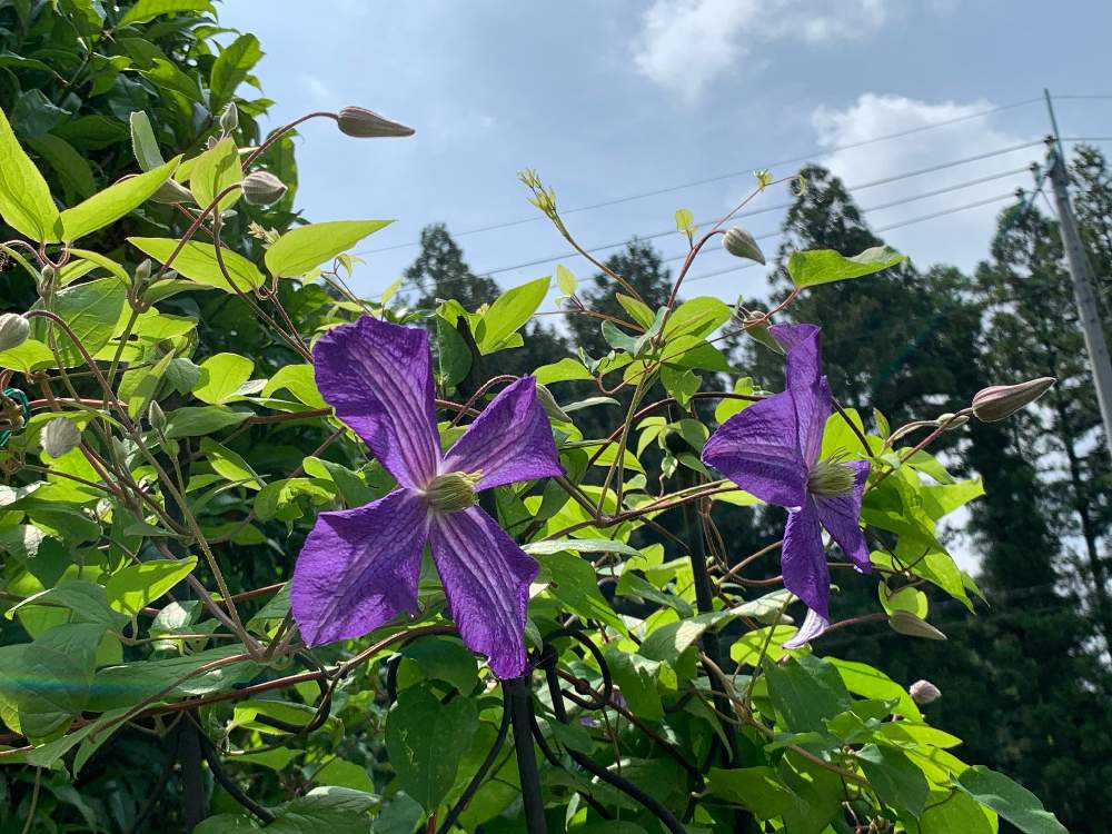 クレマチスの投稿画像 By みぃさん ジャックマニーと地植えと青い花とジャックマニー系とクレマチスが好き 月6月6日 Greensnap グリーンスナップ