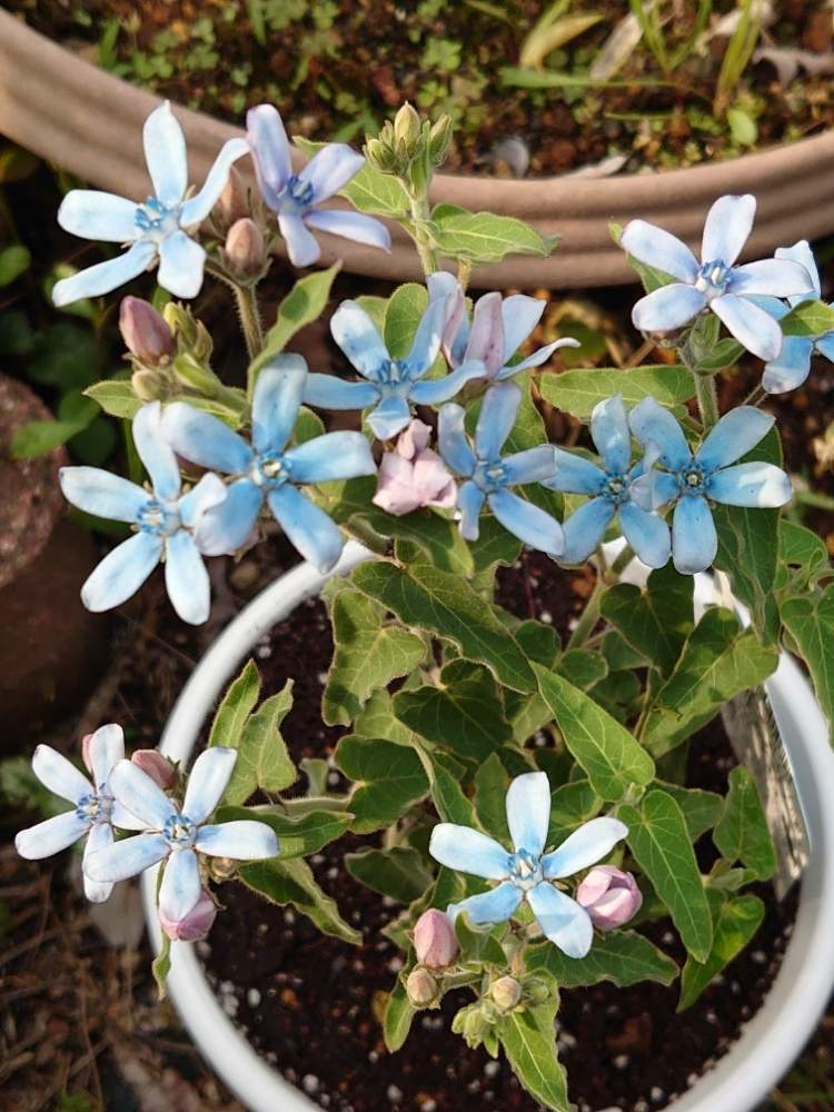 オキシペタラム ブルースターの投稿画像 By すももさん 月6月6日 Greensnap グリーンスナップ