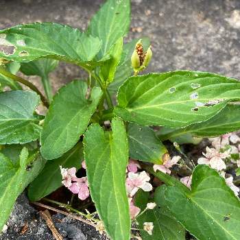 スミレ閉鎖花の投稿画像一覧 Greensnap グリーンスナップ