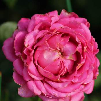 オール4ラブの投稿画像一覧 Greensnap グリーンスナップ