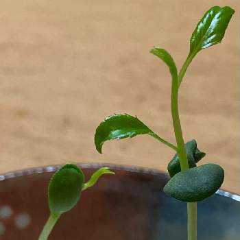 りんごの芽,アートな野菜,ふふふ不思議,キッチンの画像