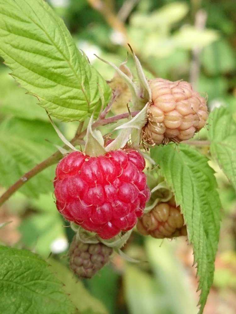 ラズベリー 赤 黄色 の栽培 Greensnap グリーンスナップ