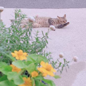 野良猫の画像 by Ryoさん | 車庫と植物大好きとねこちゃん♡とおうち園芸と花のある暮らしと野良猫
