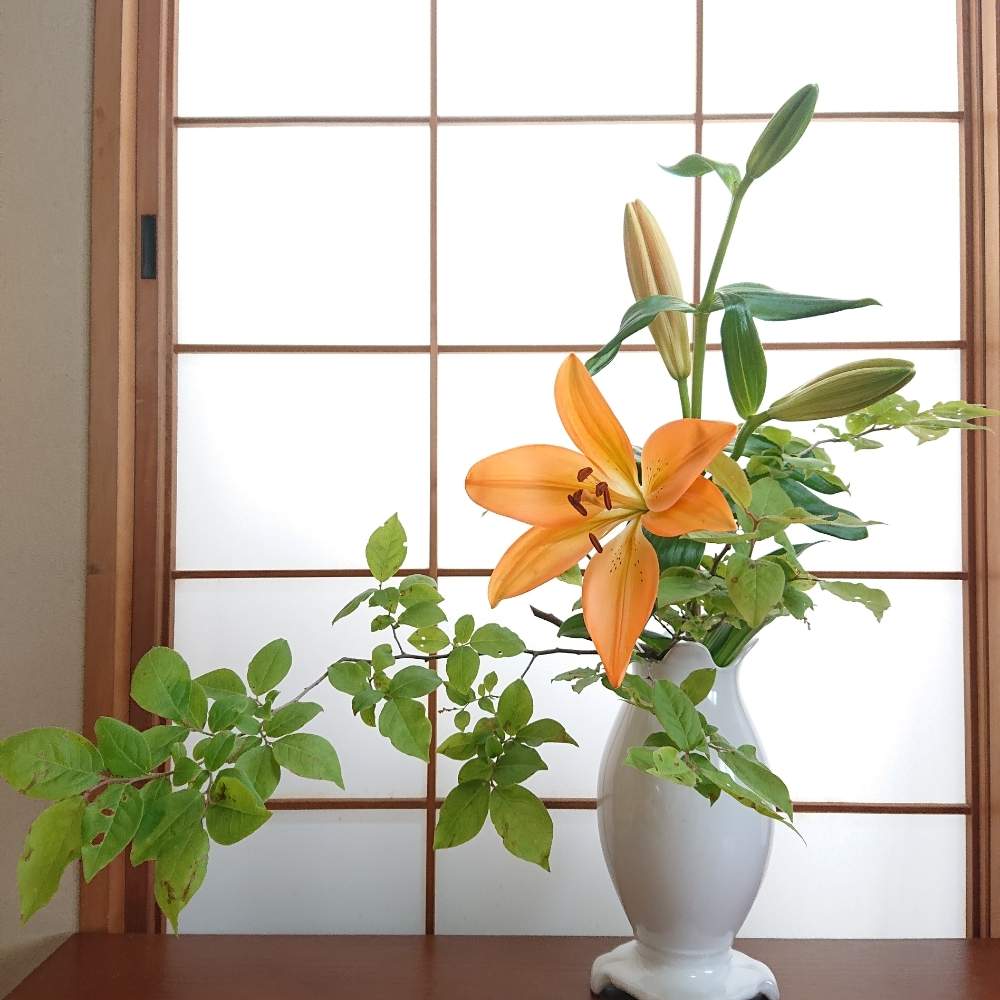スカシユリの投稿画像 By きこちゃんさん ナツハゼとおうちで飾るお花 と和室の花と感謝 といけばなとエールと花のある暮らし 月6月6日 Greensnap グリーンスナップ
